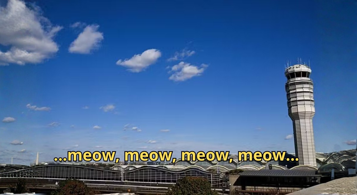 Pilotos latem e miam para torre de controle em aeroporto nos EUA e são repreendidos; ouça